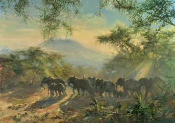 Elephant, Kilimanjaro, 1995